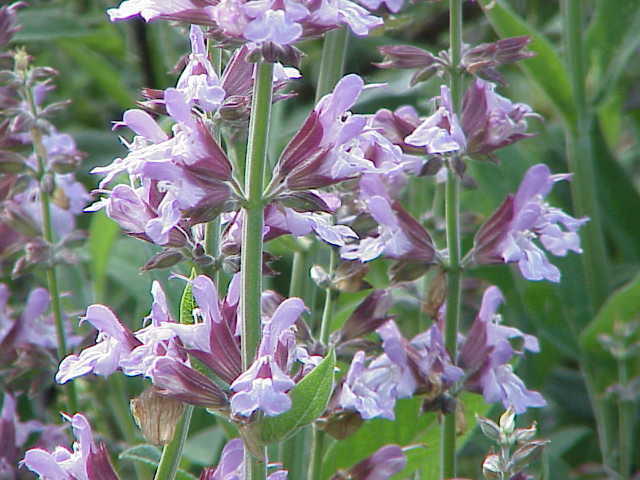 Salvei